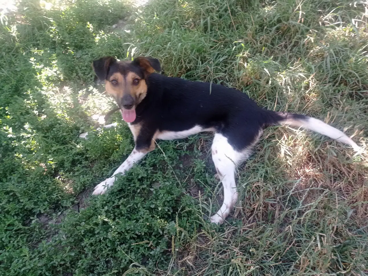 Billede 4 - Lola - kærlig glad ung hund