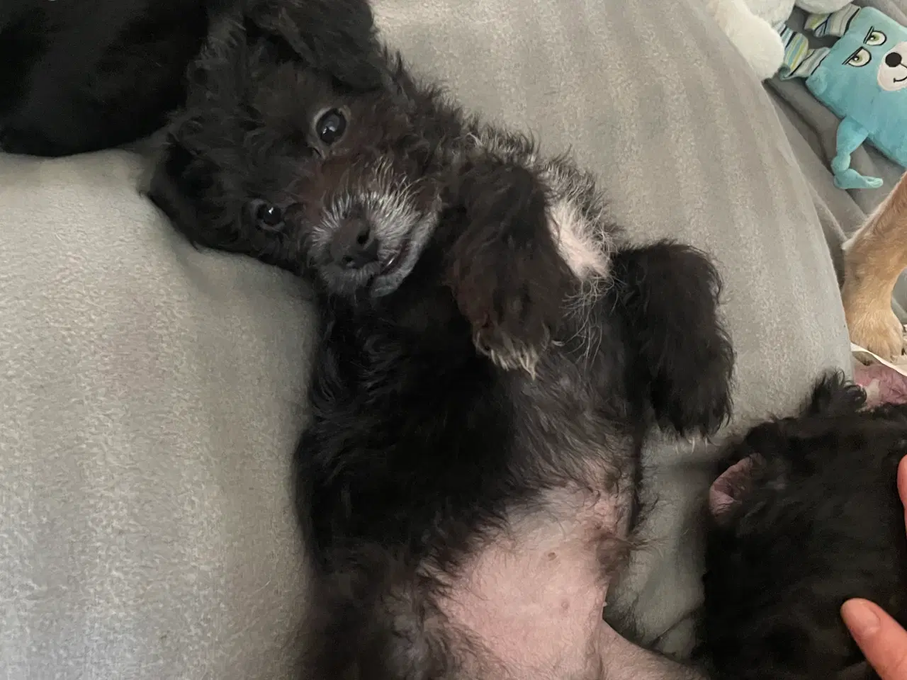 Billede 3 - En skøn hvalpedreng søger sit nye hjem 🐶❤️