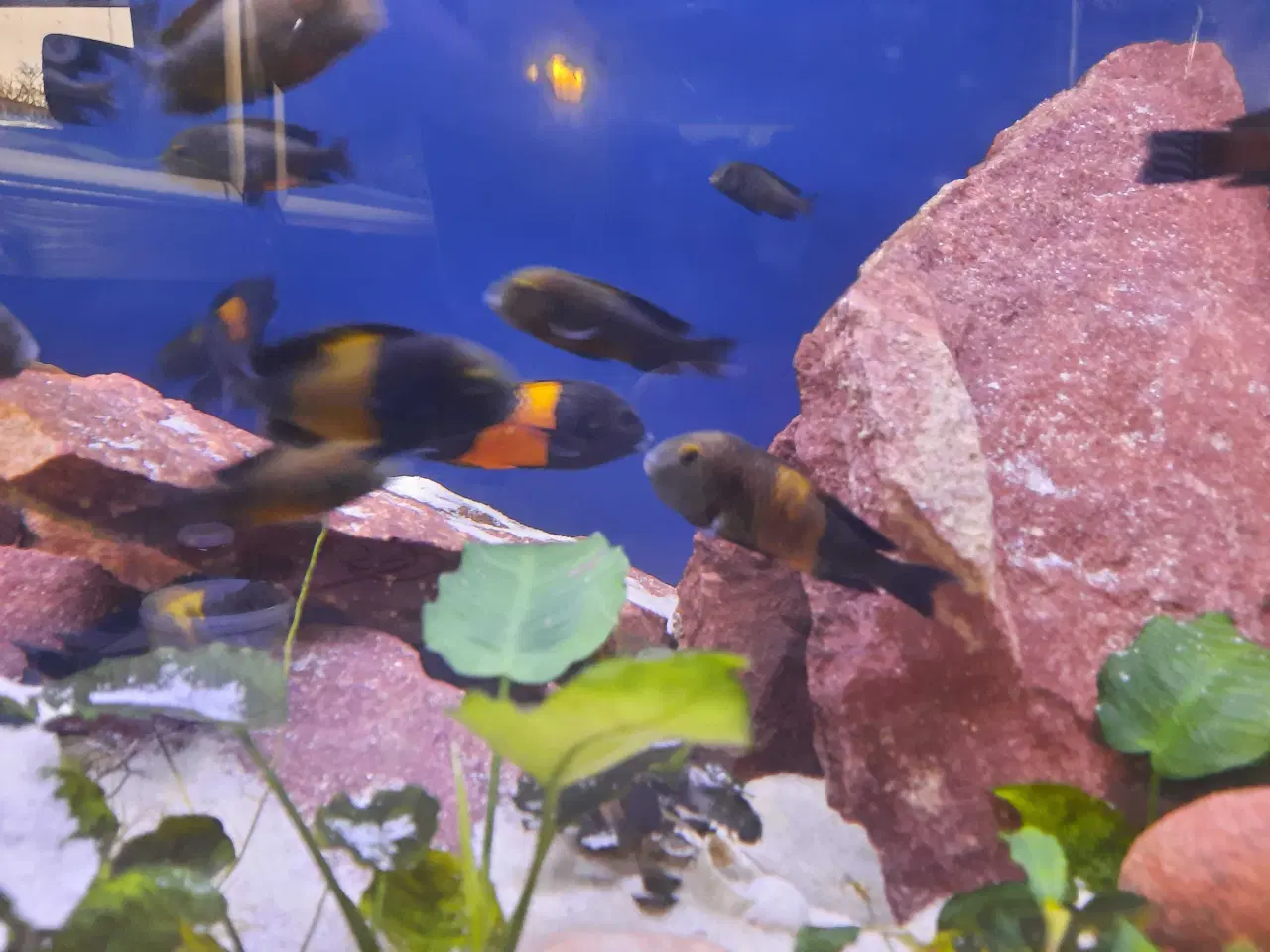 Billede 1 - God yngel flok