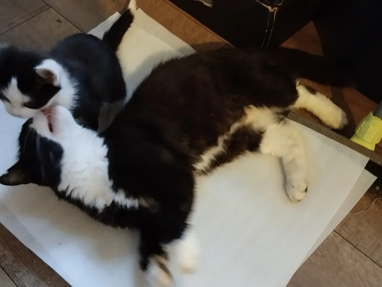 Billede 5 - Broget killing 