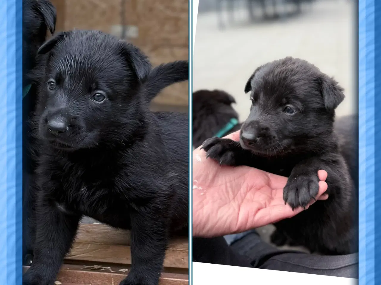 Billede 6 - Unikke schæfer og hollandsk hyrdehunde hvalpe