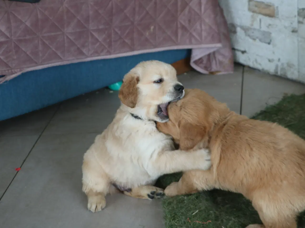 Billede 12 - Verdens smukkeste Golden Retriever hvalpe