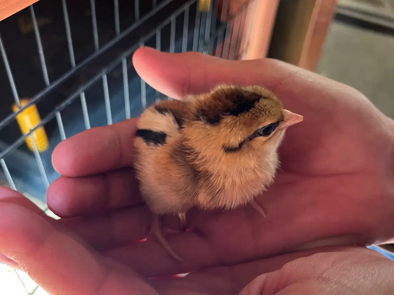 Billede 14 - Daggammel kyllinger 