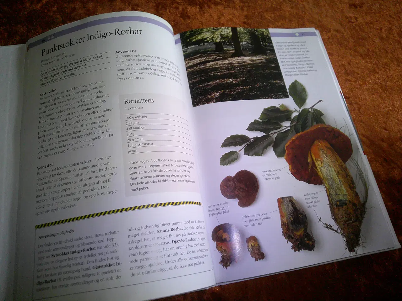 Billede 2 - Politikens visuelle svampebog, Henning Knudsen