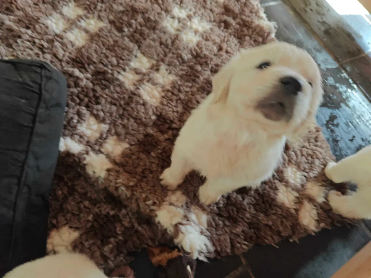 Billede 6 - Golden retriever han hvalpe 