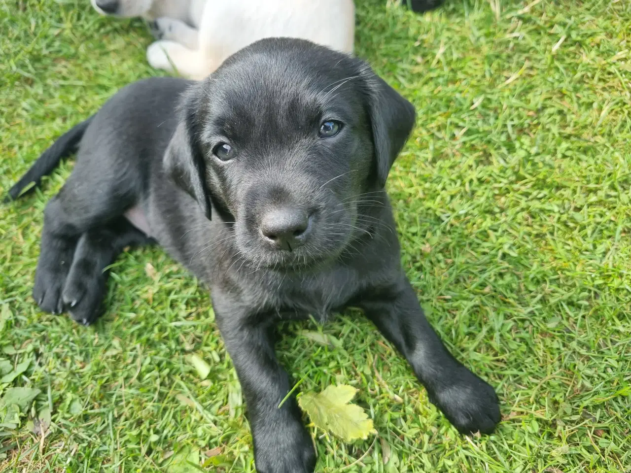 Billede 7 - Labrador hvalpe, 1 sort tæve og 1 gul han