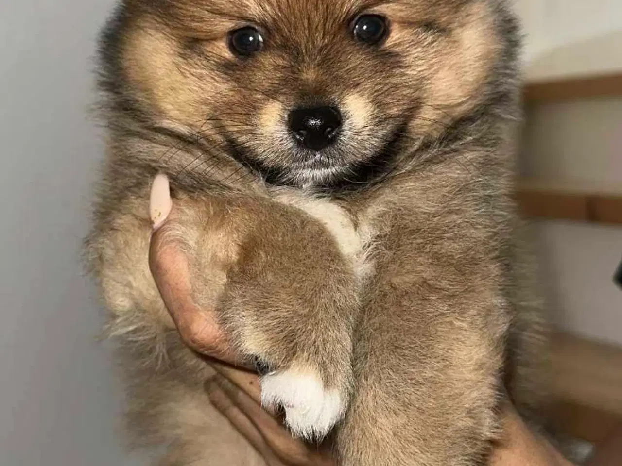 Billede 2 - Pomeranian 