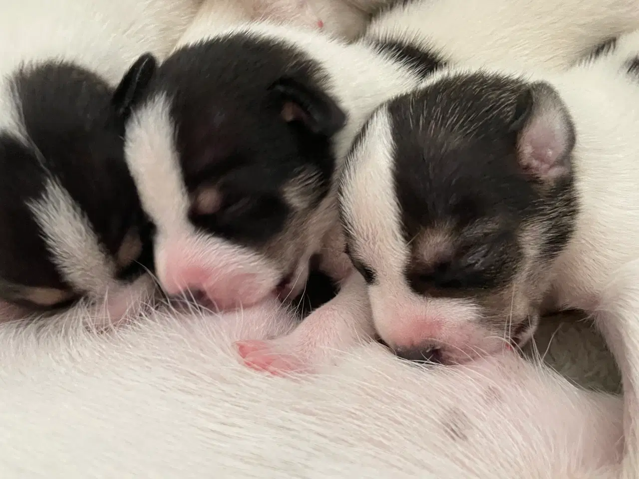 Billede 4 - Dansk svensk Gårdhund hvalpe 