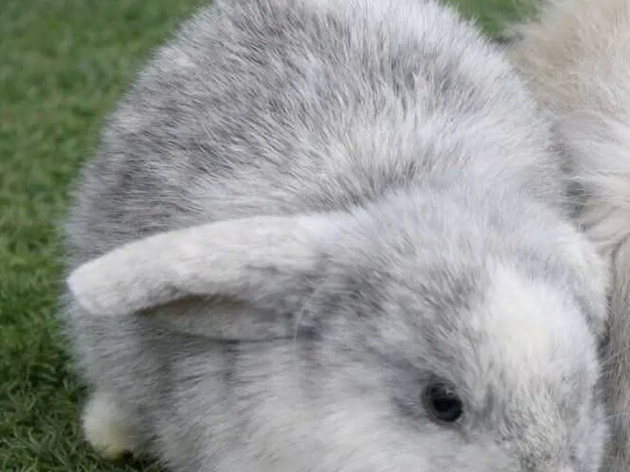 Billede 1 - Minilop han søger hjem 