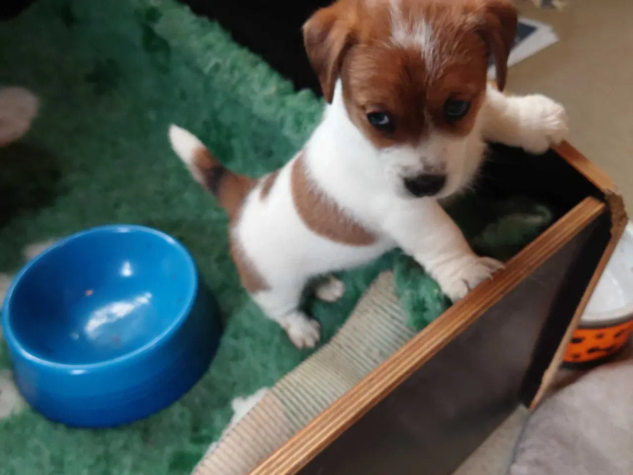 Billede 5 - Jack Russell hvalpe (lavbenet type)