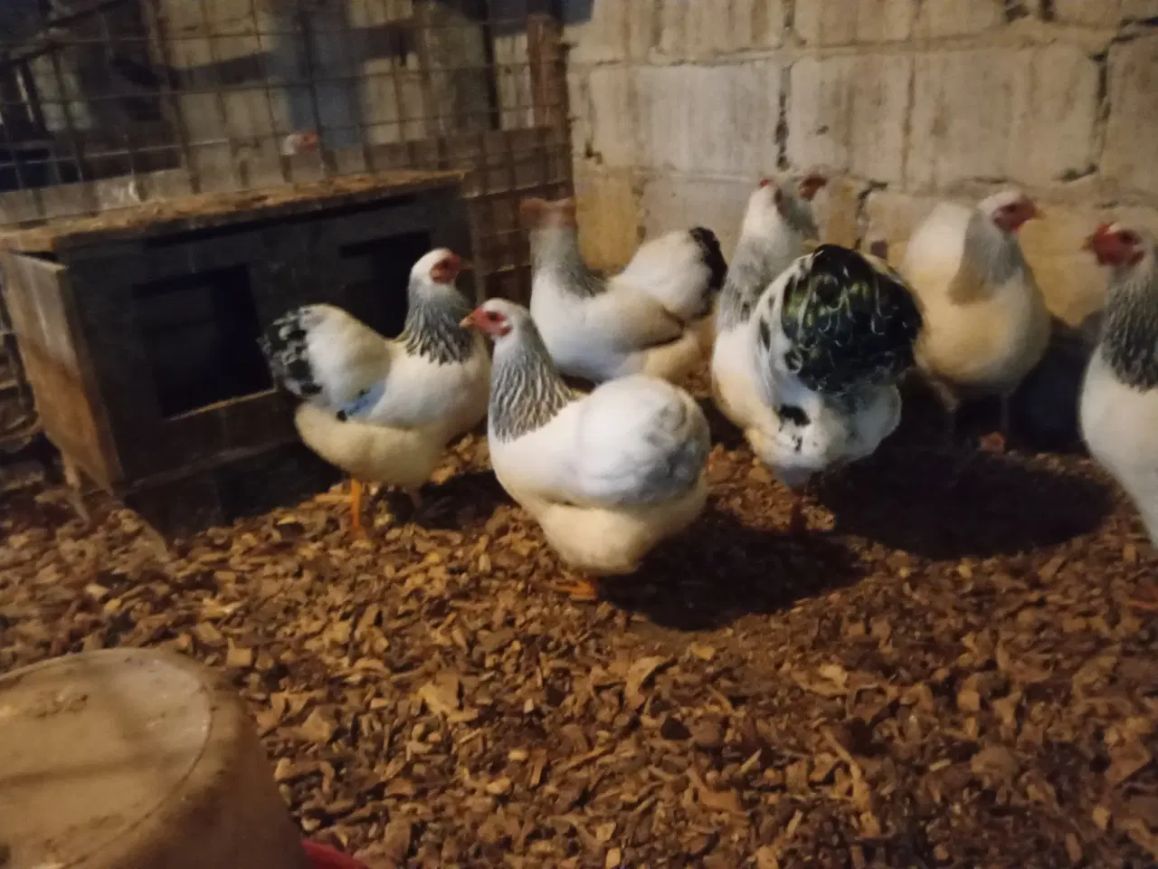Billede 1 - Dværghøns