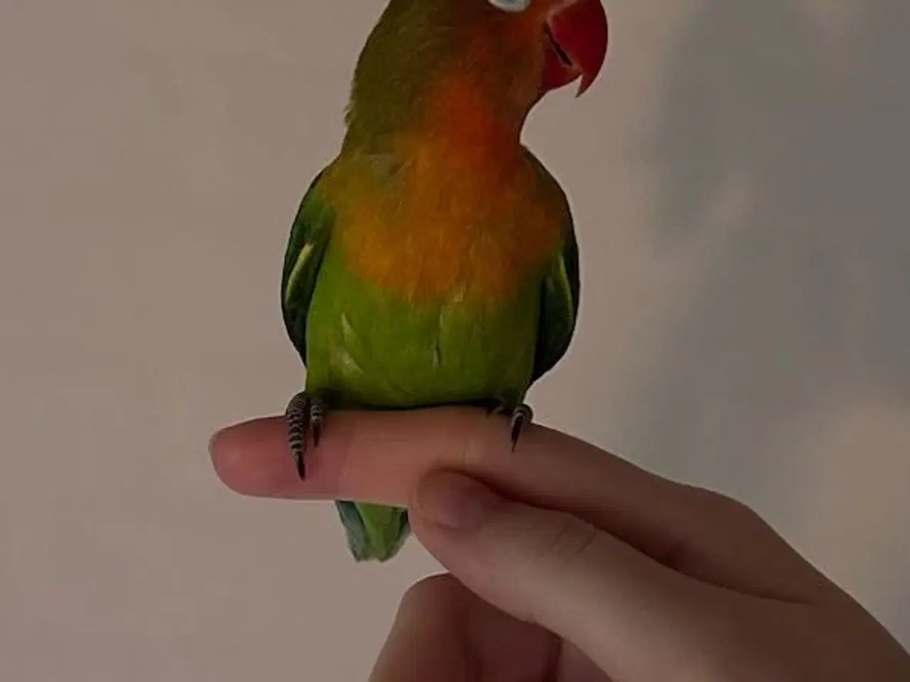 Billede 3 - Dværgpapegøjer, lovebirds 