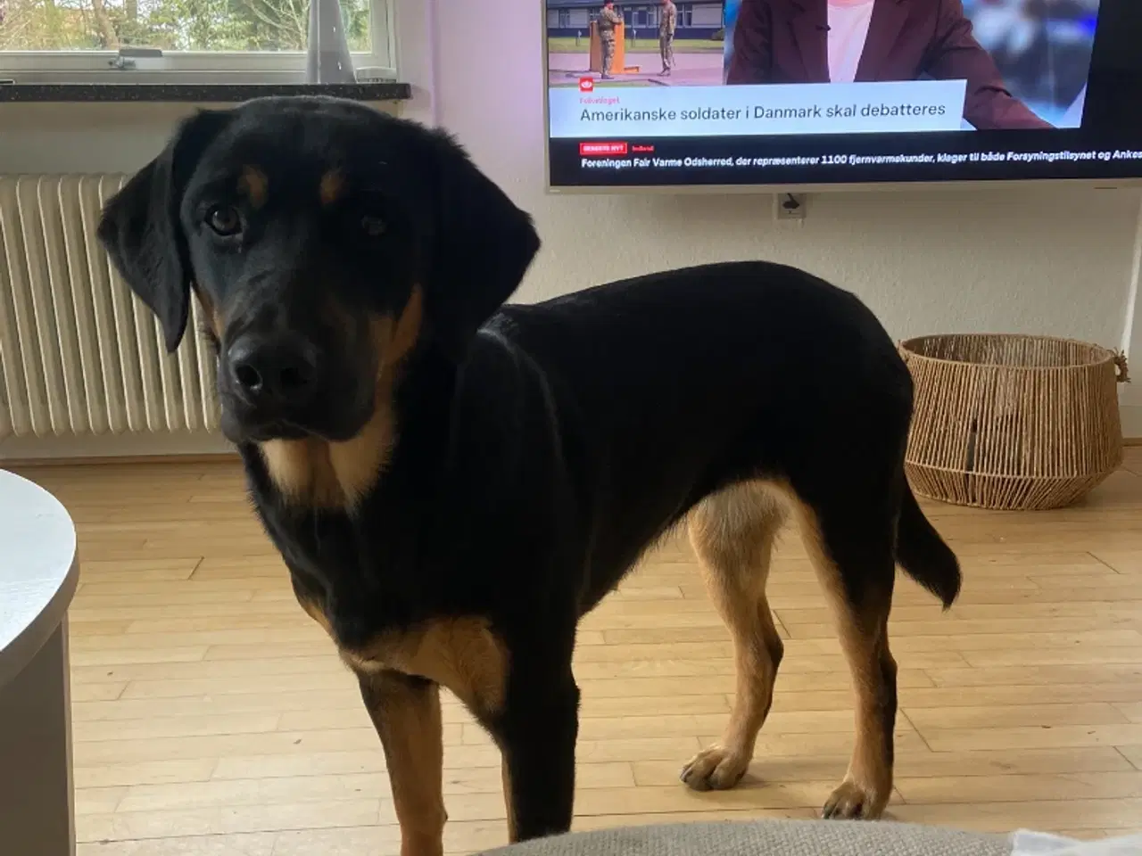Billede 4 - Golden retriever / rottweiler hund