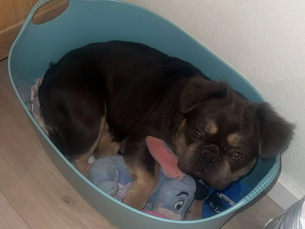 Billede 2 - Fluffy fransk bulldog 