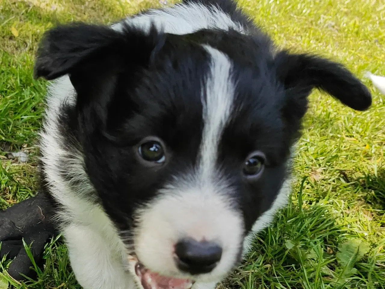 Billede 1 - Vidunderlige Border collie hvalpe