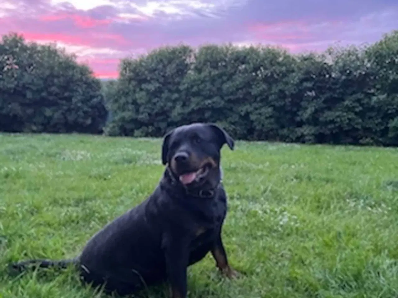 Billede 16 - Rottweiler han 