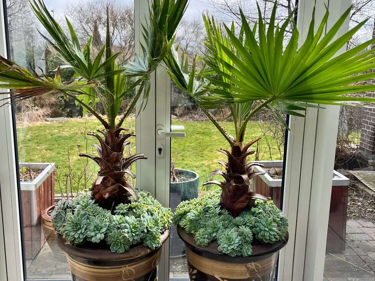 Billede 2 - 2.stk store og flotte mexicanske viftepalmer