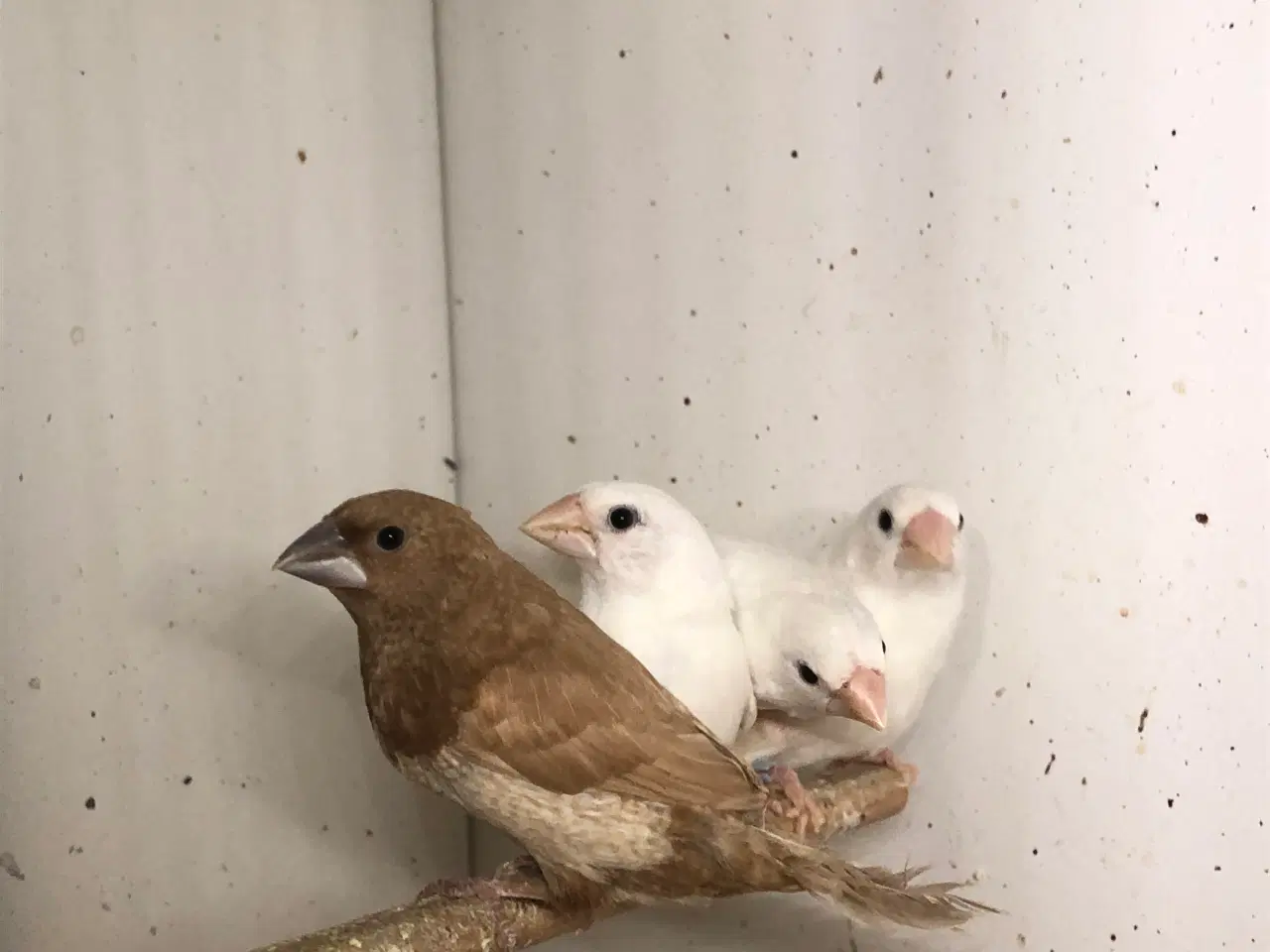 Billede 3 - udstillings mågefinker