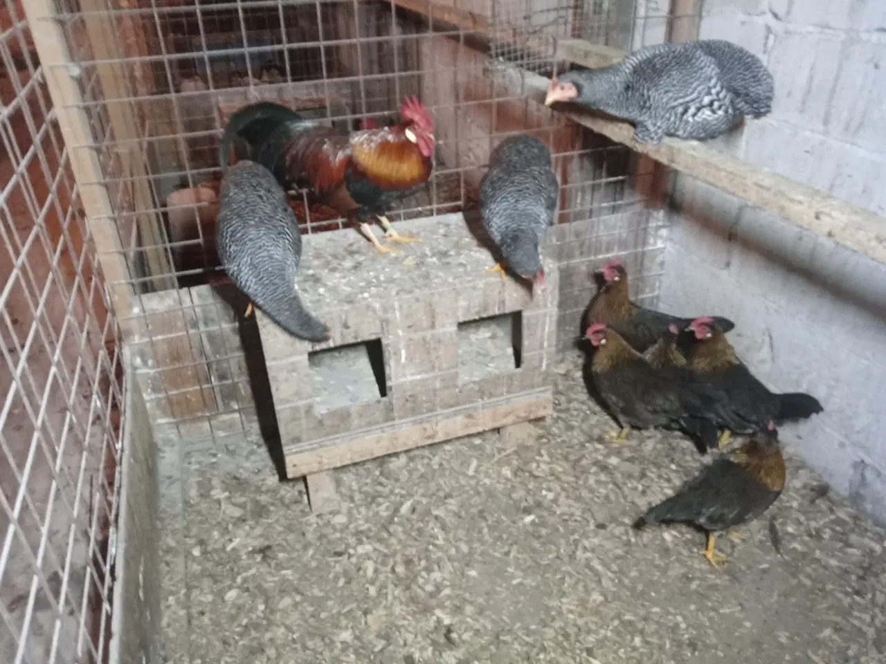 Billede 2 - Dværghøns