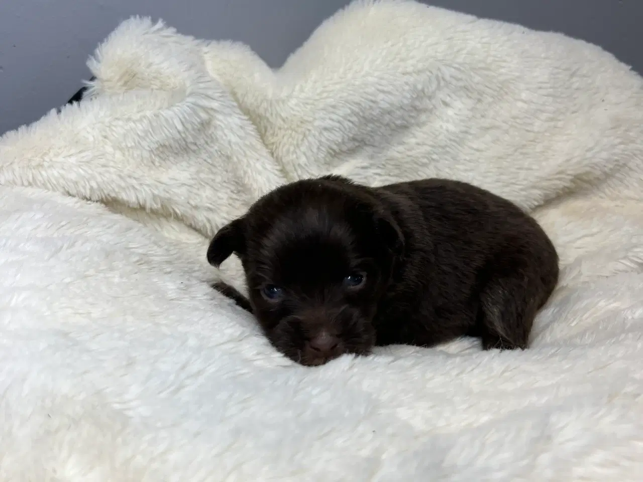 Billede 6 -  Brune Pomapoo Hvalpe