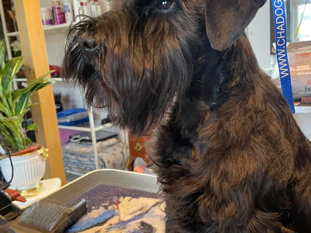 Billede 1 - Dværgschnauzer sort DKK