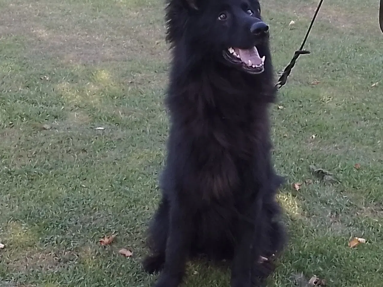 Billede 3 - Langstockhåret Helsort "Hanhund" 🙂