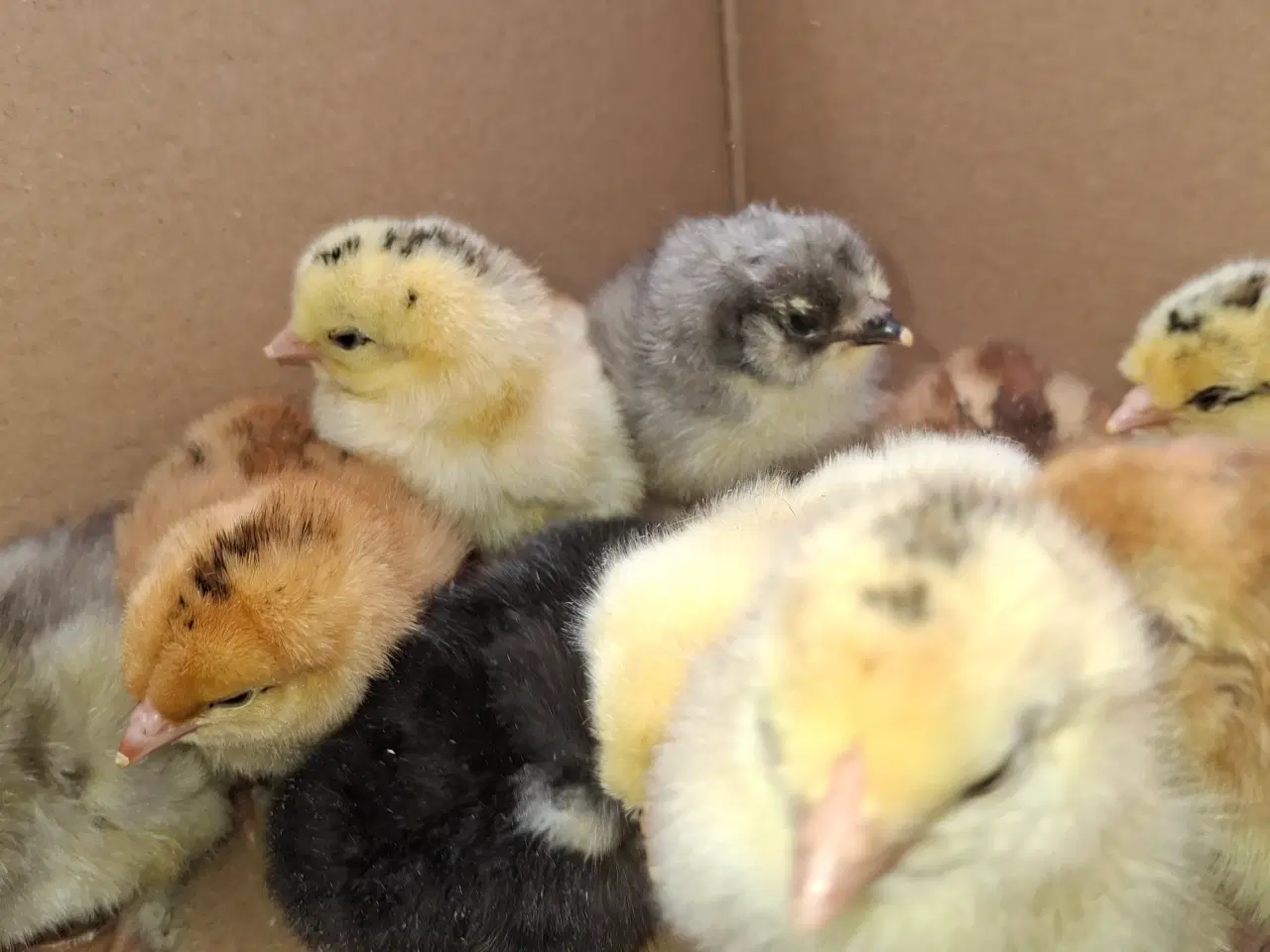 Billede 1 - Daggamle kyllinger