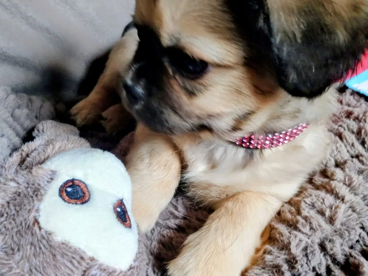 Billede 7 - Dejlige små race blandinge