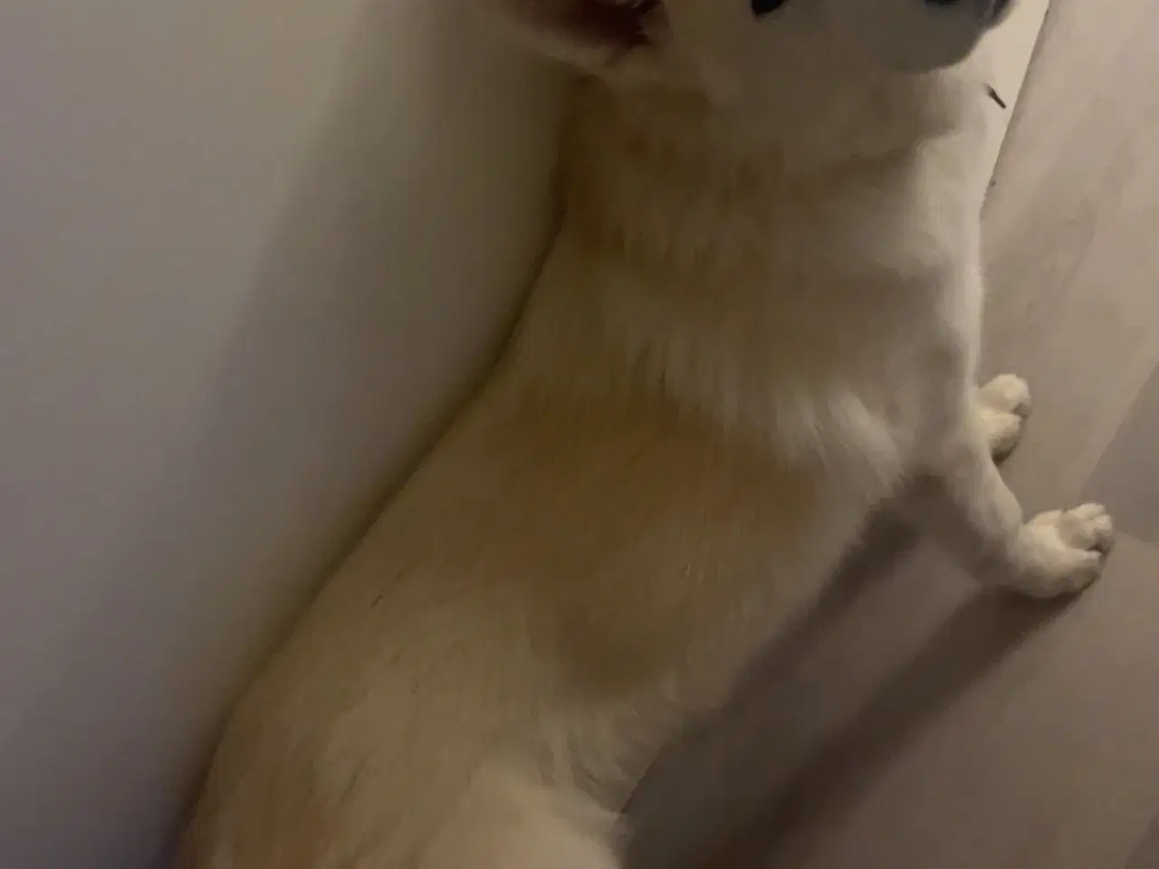 Billede 2 - Alaska malamut og tjekkisk ulvehund
