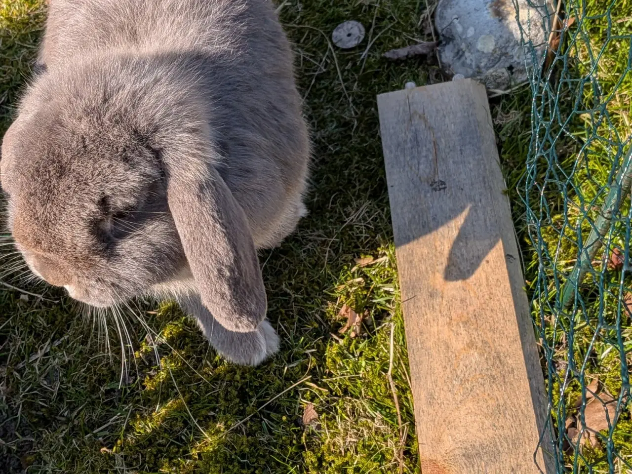 Billede 6 - Sød og tam minilop hankanin
