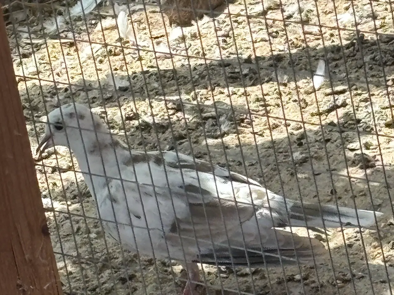 Billede 2 - Skoggerdue/trylledue (Ringneck Doves)