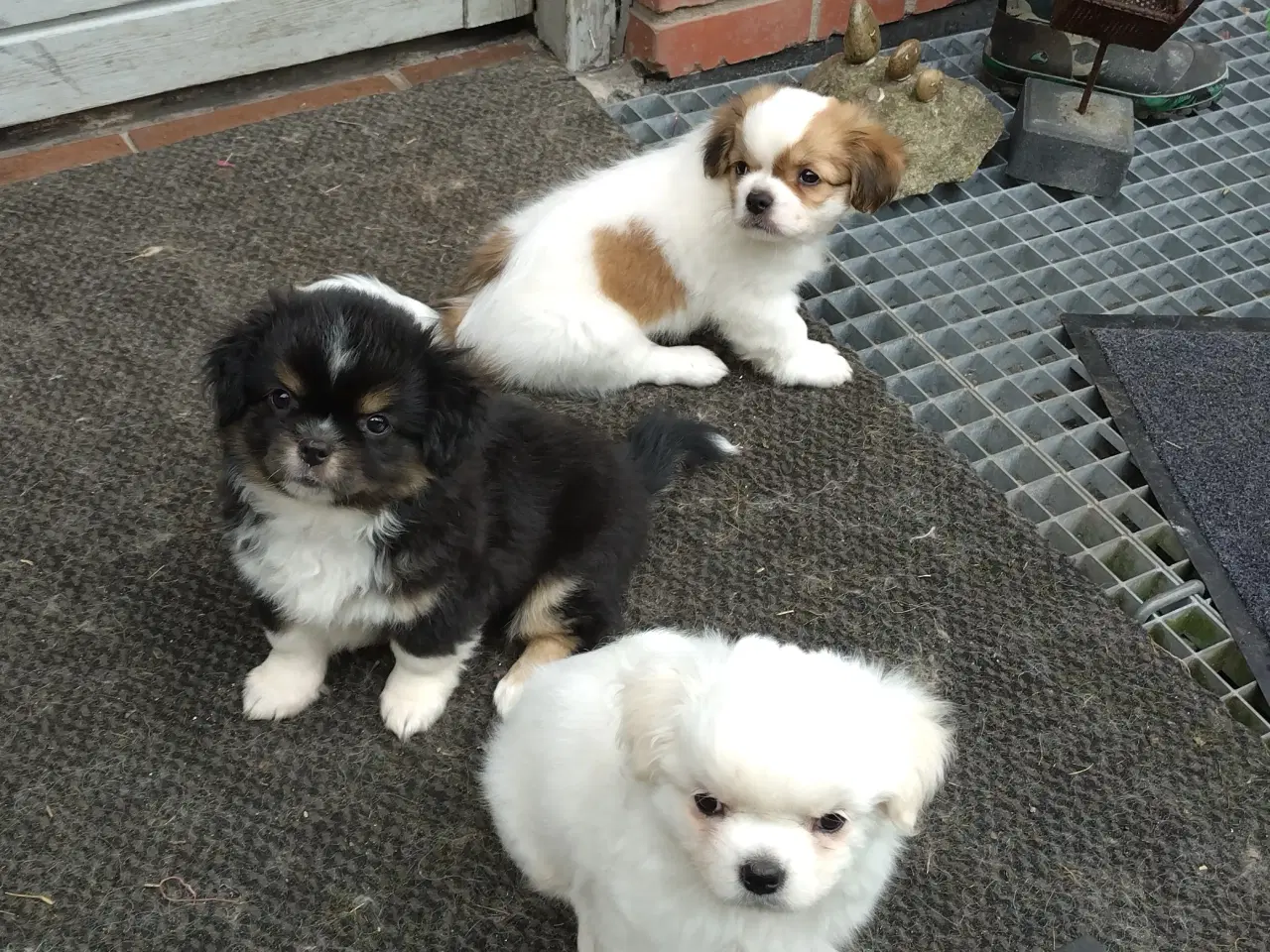 Billede 1 - Tibetansk spaniel 