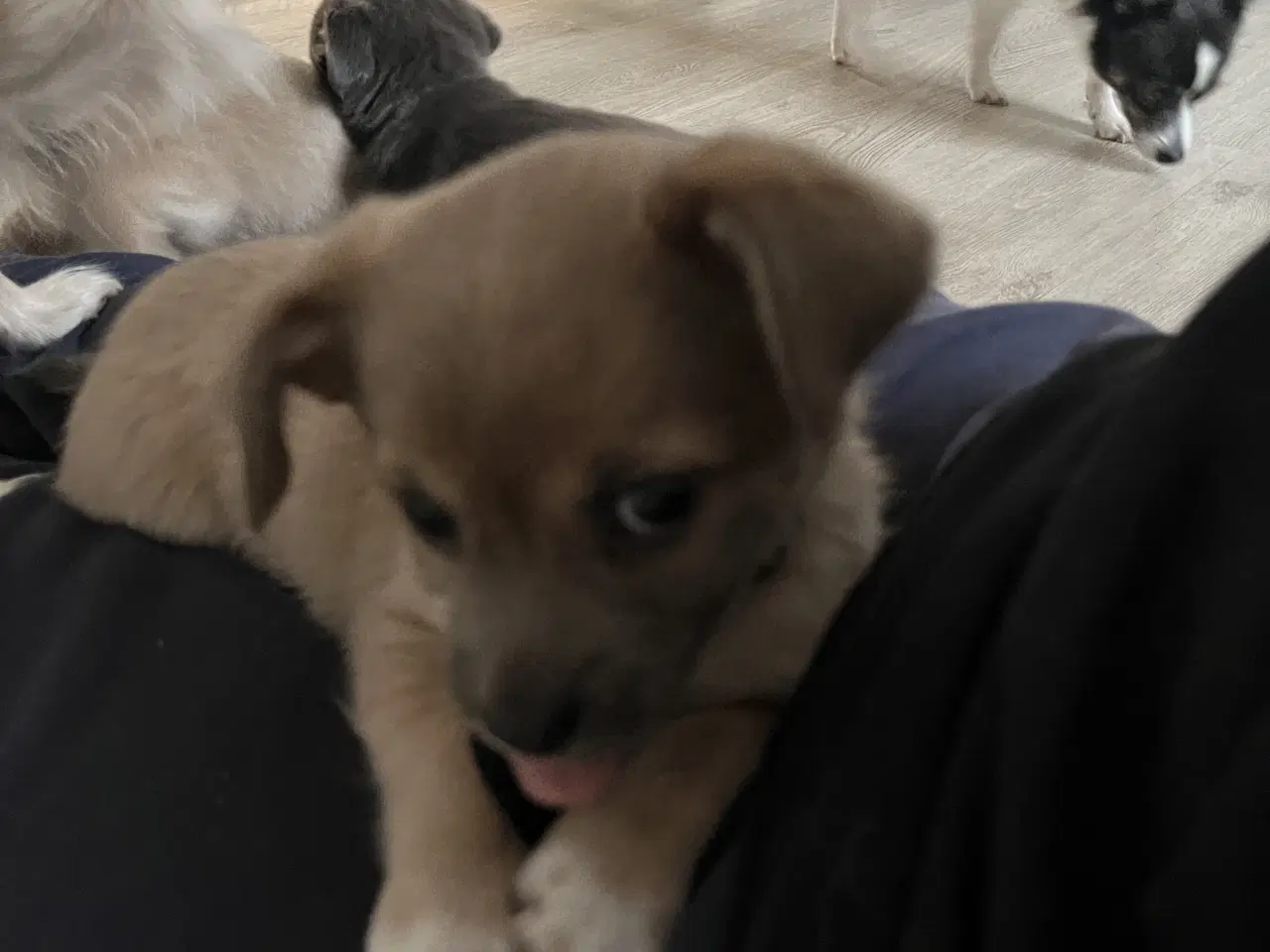 Billede 14 - Kærlighed og Charme: Skønne Pomchi-Hvalpe