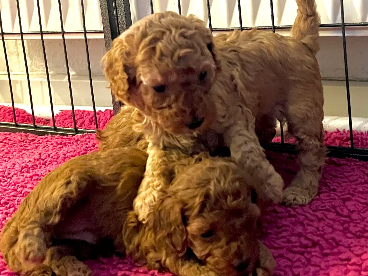 Billede 5 - Skønne Puddel hvalpe