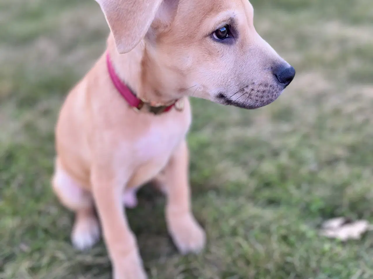 Billede 4 - skønne hvalpe søger nyt, kærligt hjem 🐶 