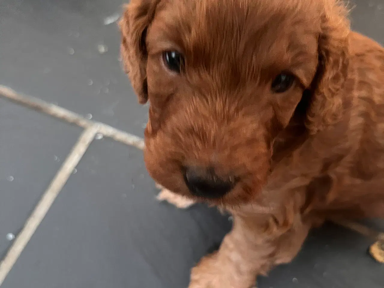 Billede 7 - Cockapoo hvalpe sælges