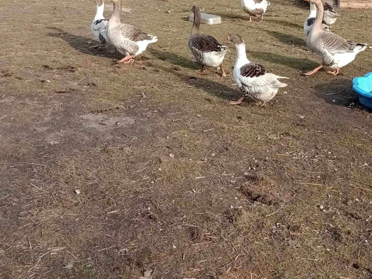 Billede 1 - Broget gæs