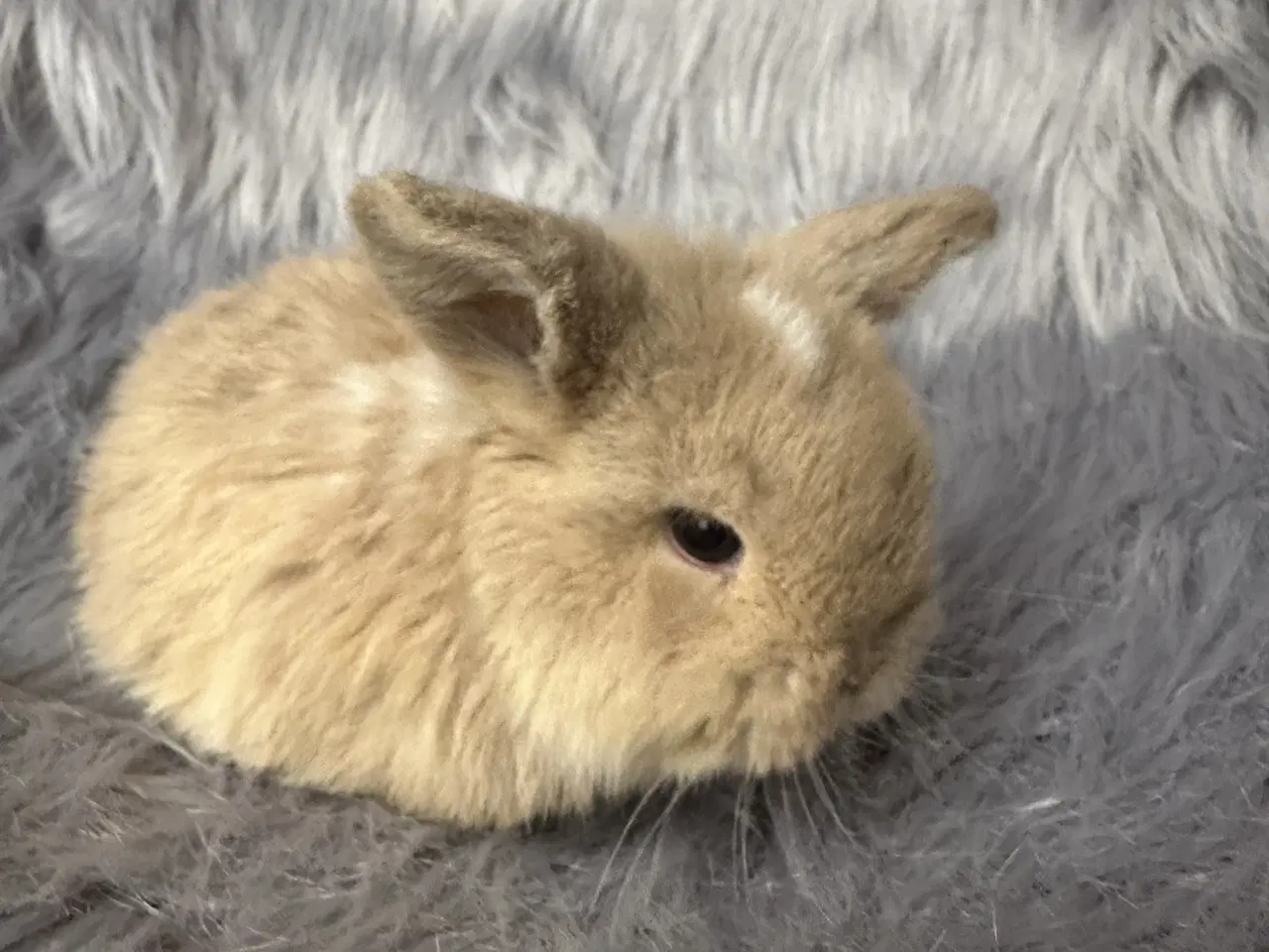 Billede 3 - Ægte minilop kanin unge 