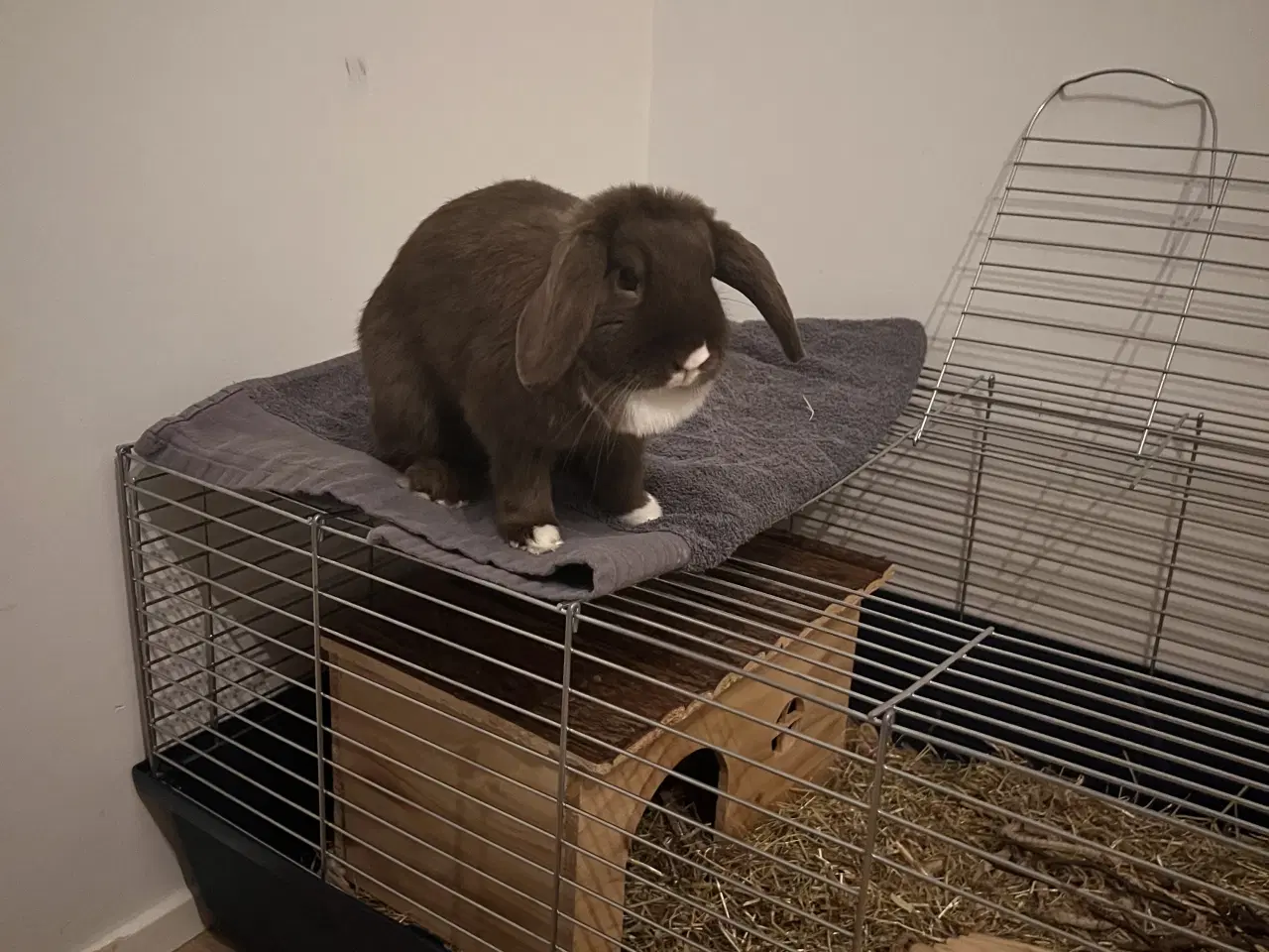 Billede 2 - Vores hun-kanin Ninus søger nyt hjem 