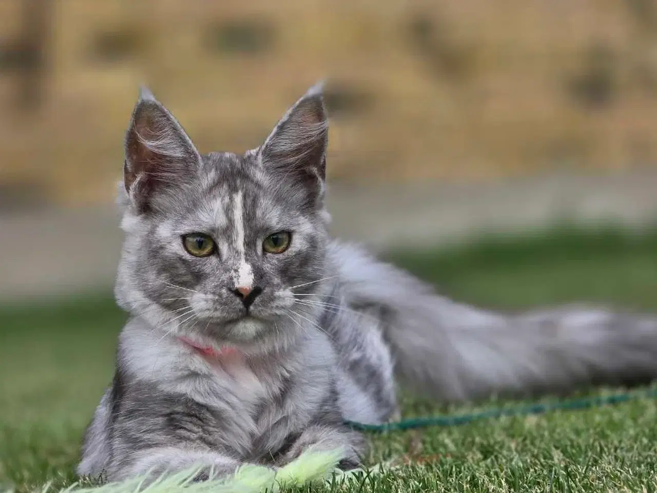 Billede 1 - Maine coon pige