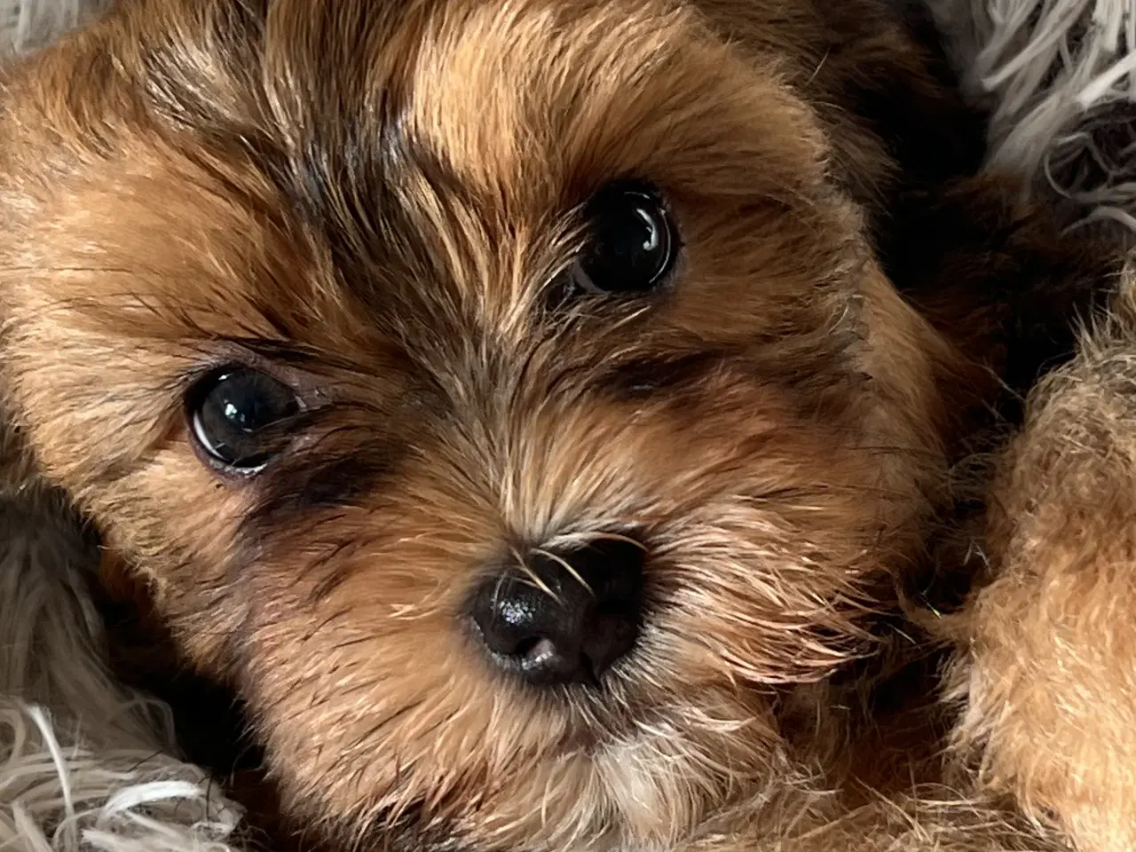 Billede 16 - Avlstjeneste - Bichon Havanais 