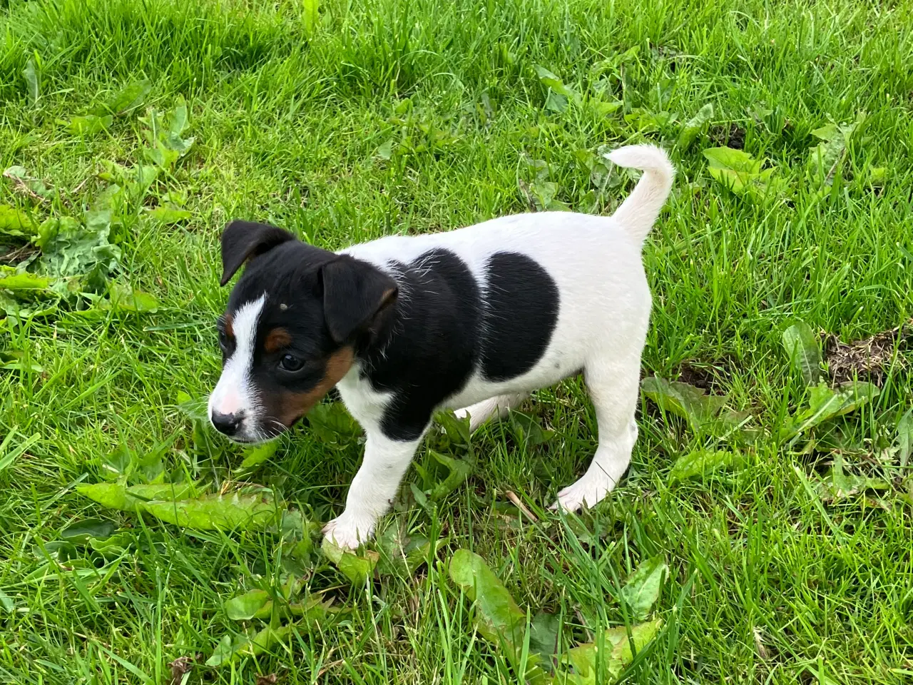 Billede 2 - Dansk Svenk Gårdhund
