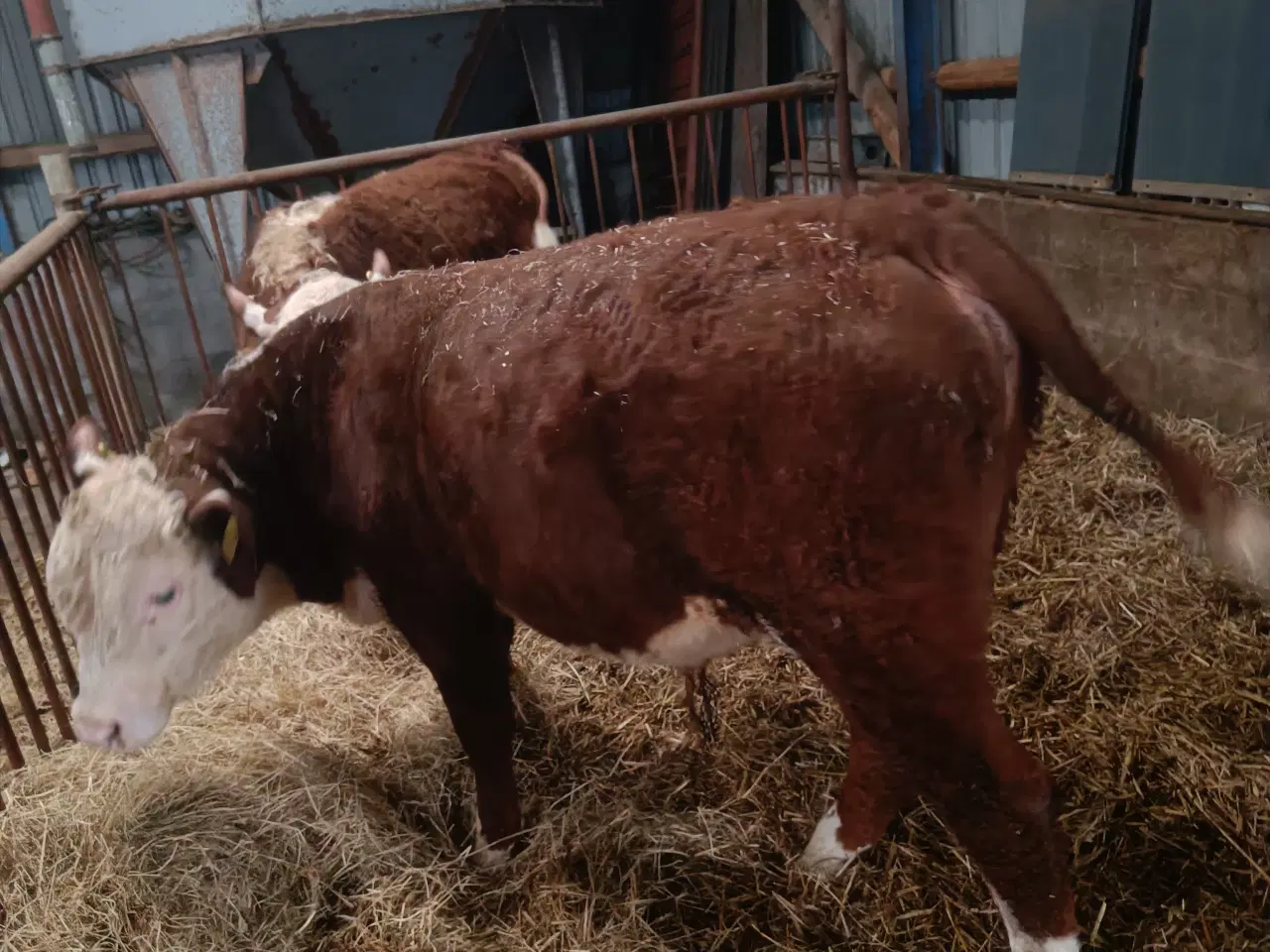 Billede 2 - Hereford tyr 