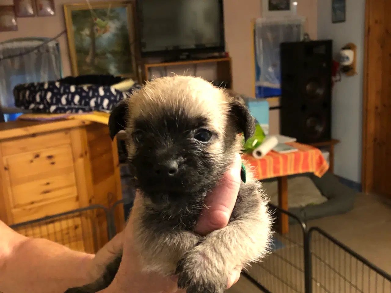 Billede 7 - Cairn Terrier hvalpe