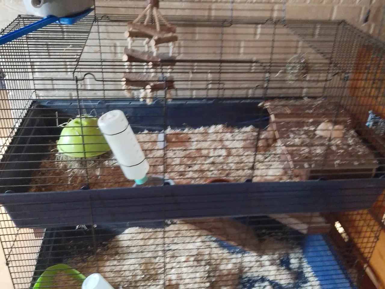 Billede 3 - 2 marsvin