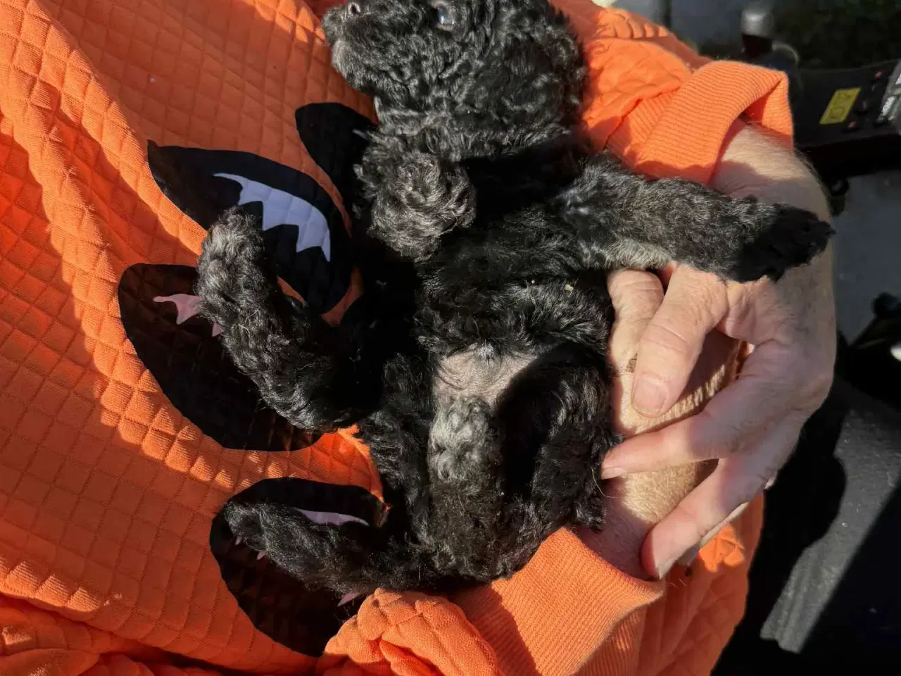 Billede 13 - Labradoodle hvalpe