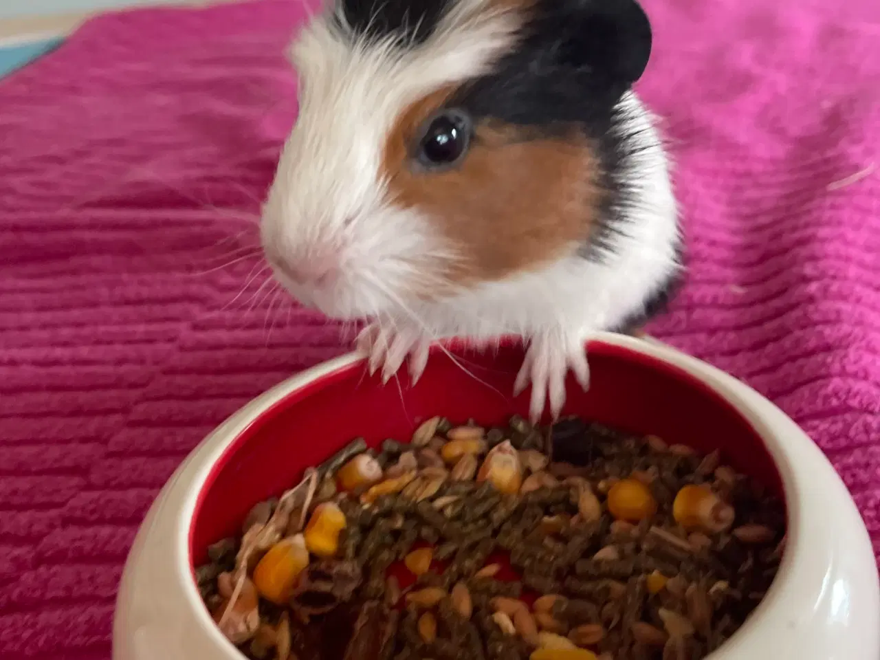 Billede 6 - Han unge 6 uger gammel