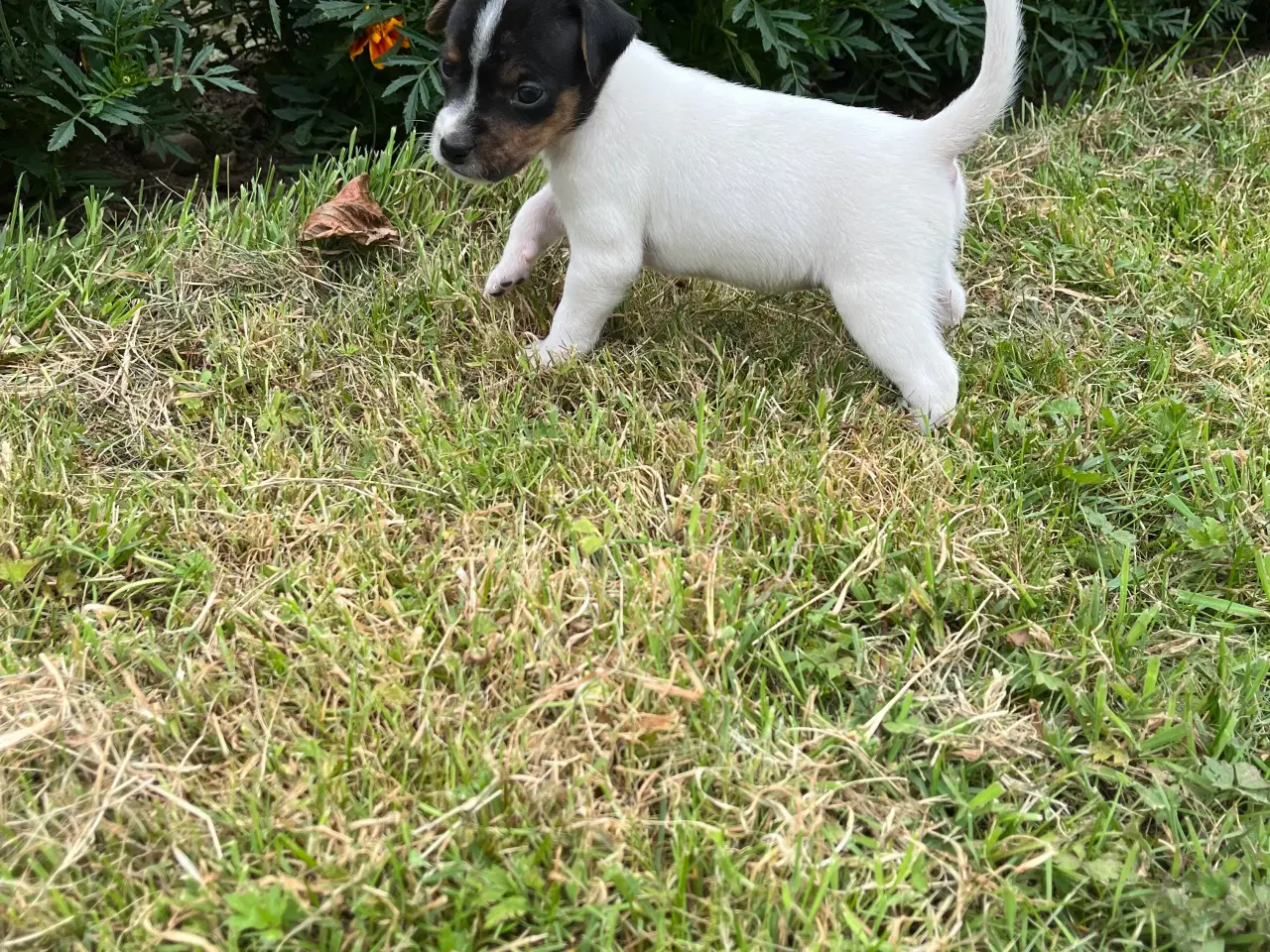 Billede 5 - Dansk svensk gårdhund hvalpe