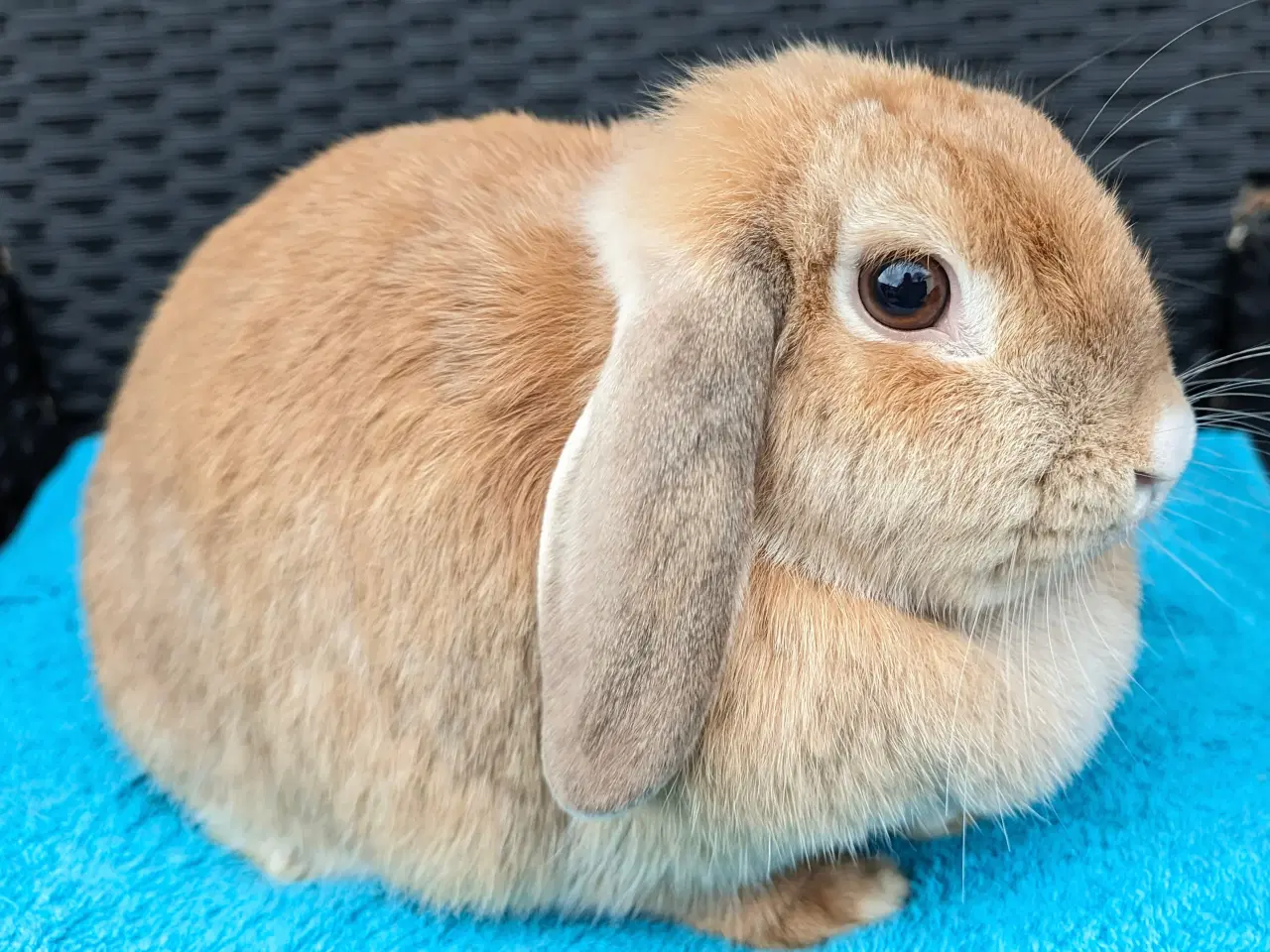 Billede 7 - Minilop kaninpar