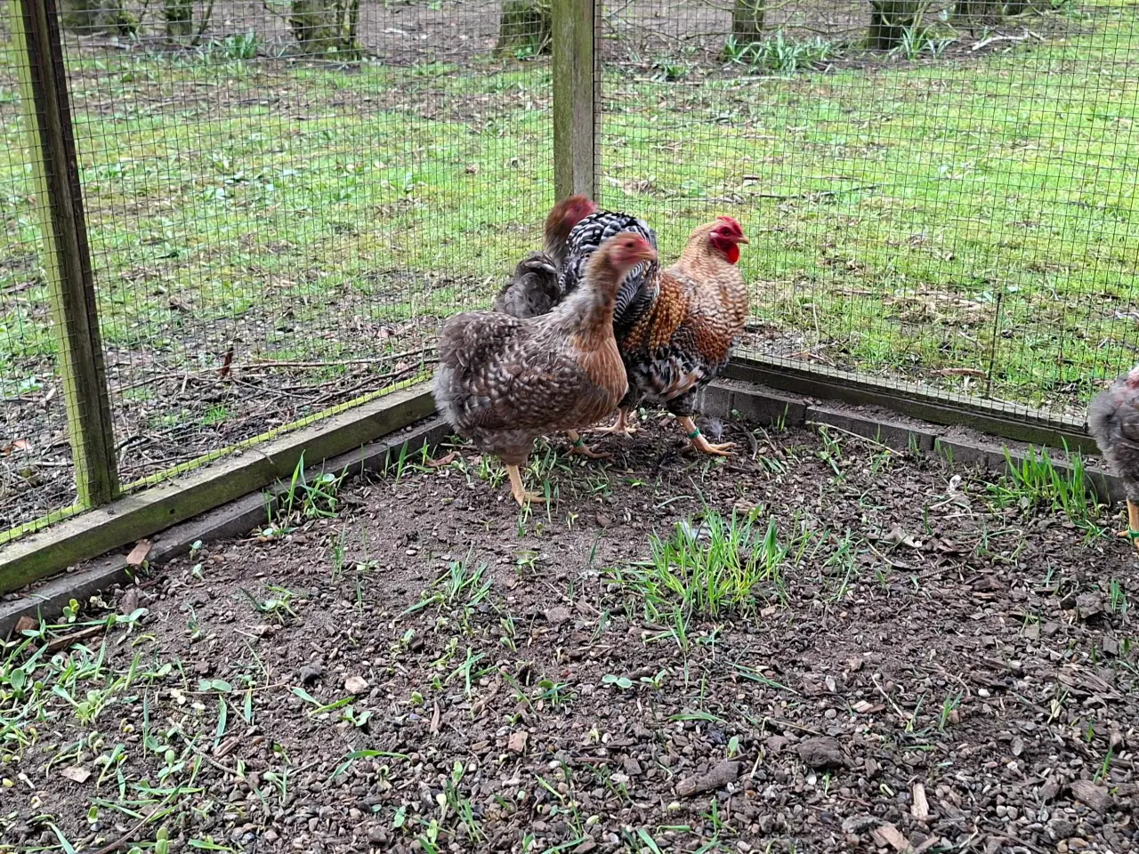 Billede 3 - Dværghøns 